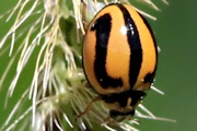 Striped Ladybird (Micraspis frenata)